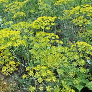 a field full of yellow flowers and green plants