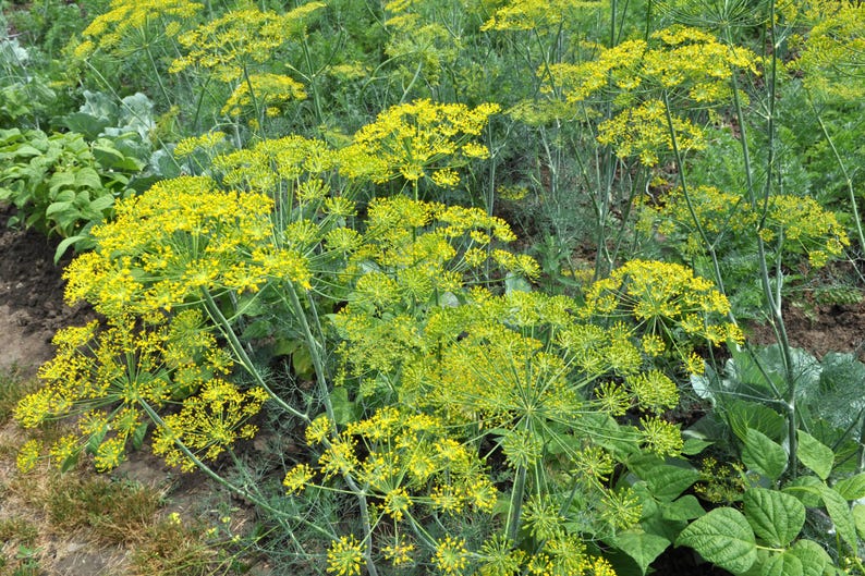 a field full of yellow flowers and green plants