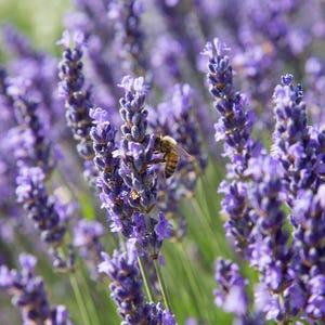 True Lavender Seeds Non-GMO, Lavandula angustifolia Variety, Planting Essential, Shipped with Tracking