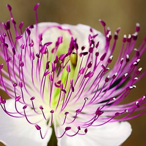 a close up of a white and purple flower