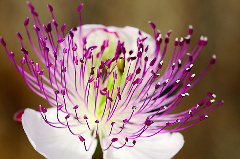 a close up of a white and purple flower