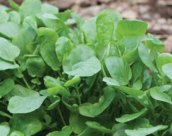 2000 Upland Cress Seeds Early Cress Creasy Greens Non-GMO Heirloom | USA Seller