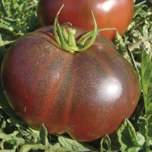 Black Krim Tomato Seeds with Tracking, Heirloom Seeds, Non-GMO