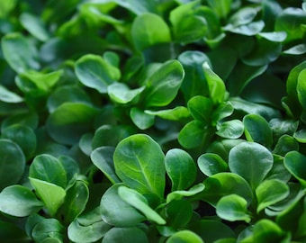 Dutch Corn Salad Seeds Lambs Lettuce Valerianella Locusta Herb Non-Gmo