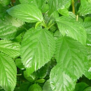 500 Egyptian spinach Seeds (Corchorus olitorius) Saluyot, Green Jute seeds