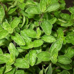 May include: A close-up of a patch of green oregano leaves. The leaves are small and have a slightly pointed shape. The leaves are arranged in a dense cluster, creating a lush and vibrant green texture.