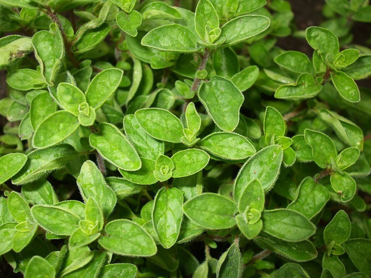 Greek True Oregano Seeds Non-GMO, Shipped with Tracking, Herb Seeds, Garden Seed