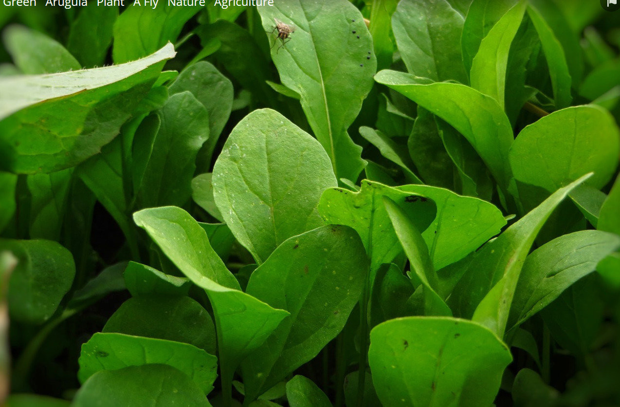 Arugula Seeds, Eruca Sativa, Rocket Salad Variety, Non-GMO with Tracking