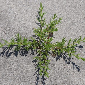 a small green plant growing out of the sand