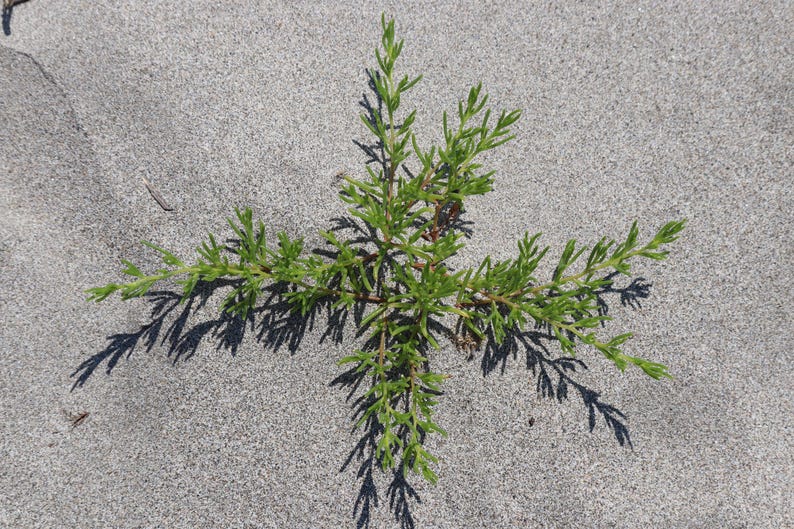 a small green plant growing out of the sand