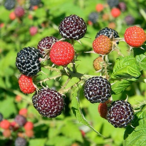 May include: Close-up of a blackberry bush with ripe black and red berries. The berries are growing on thorny stems and are surrounded by green leaves.