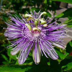 15 Maypop Purple Passion seeds (Edible fruit!) (Passiflora Incarnata) Cold Hardy