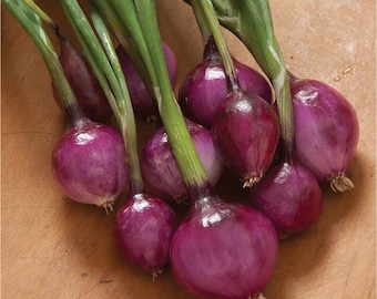 May include: A bunch of red onions with green stalks. The onions are small and round, and they are arranged in a cluster on a wooden surface.