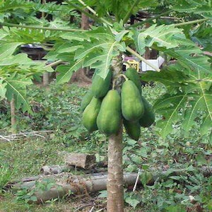 Solo Sunrise Papaya Seeds Bear Fruits, Low To The Ground, Fruit-Bearing in 9 Months, Tracking Included