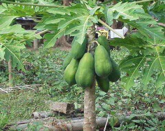 Solo Sunrise Papaya Seeds Bear Fruits, Low To The Ground, Fruit-Bearing in 9 Months, Tracking Included