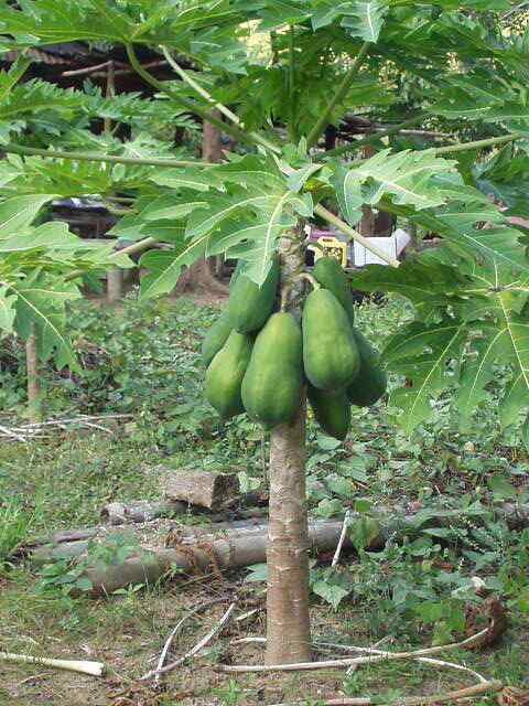 Solo Sunrise Papaya Seeds Fruits, Low To The Ground, Fruit in 9 Months, Tracking
