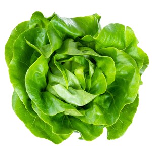a head of lettuce on a white background