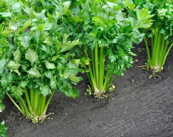 Tall Utah Celery Seeds Non-GMO, Heirloom Variety, Seeds with Tracking, Gardening Gift, Non-GMO Seeds