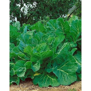 May include: A close-up of a large patch of collard greens growing in a garden. The leaves are a deep green color and have a slightly crinkled texture.