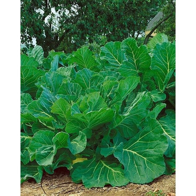 Kale Portuguese Seeds Couve Tronchuda Non-GMO Heirloom, Tracking Included