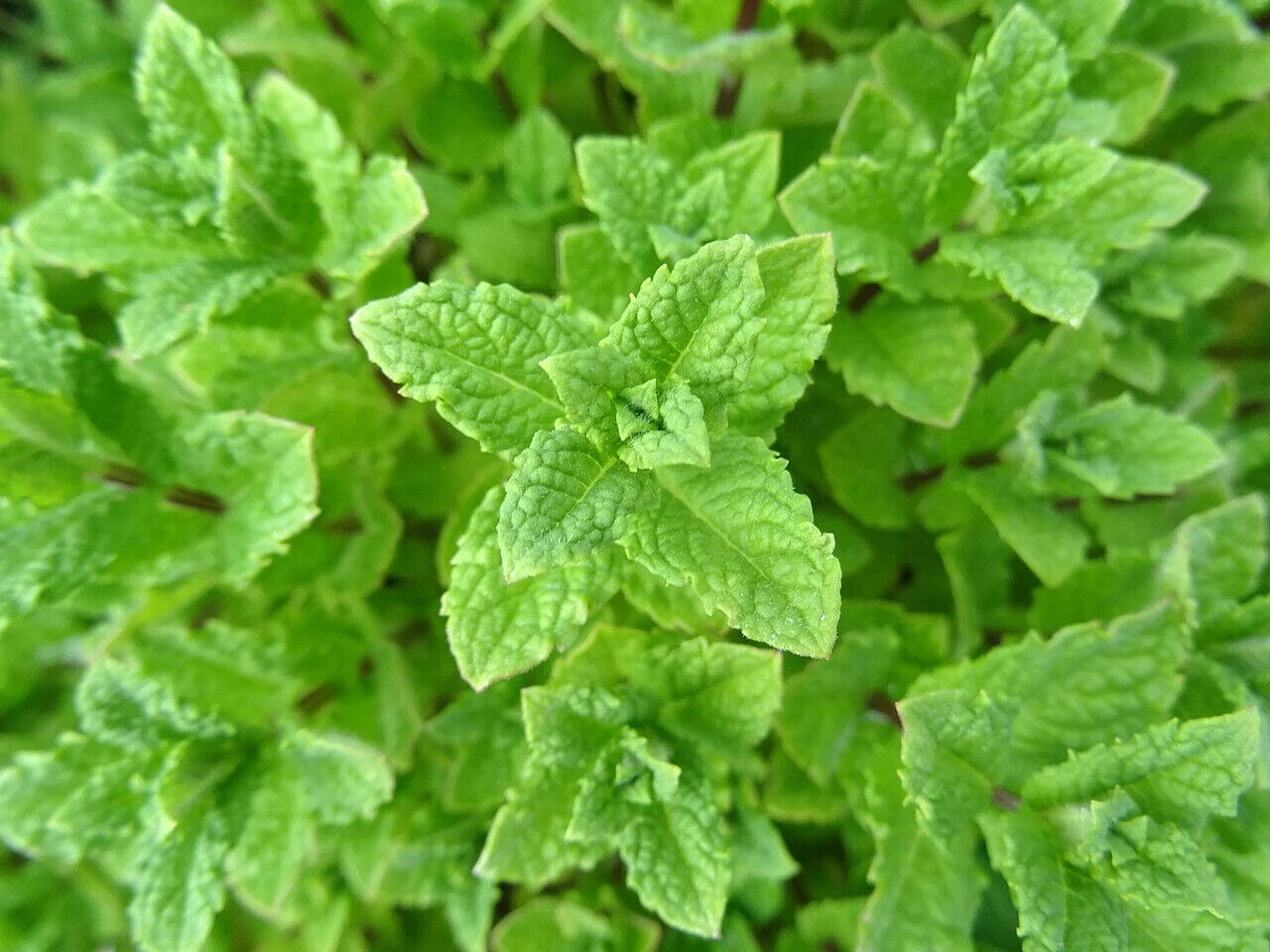Peppermint Seeds with Tracking, Non-GMO Herb Seeds, Mint Seeds, Mentha spicata