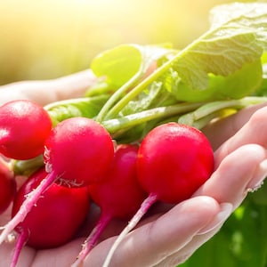 Champion Radish Seeds Non-GMO Heirloom, Tracking Included,Backyard Gardening, Heirloom Garden Seeds, Homegrown Produce