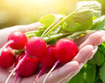 Champion Radish Seeds Non-GMO Heirloom, Tracking Included,Backyard Gardening, Heirloom Garden Seeds, Homegrown Produce