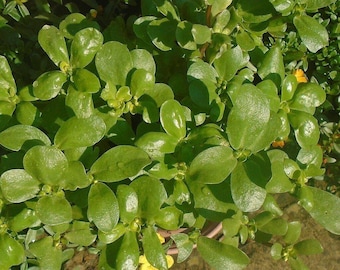 Golden Purslane Seeds Portulaca Sativa, High Omega 3, Leafy Vegetable Seeds, Shipped with Tracking, Garden Seeds