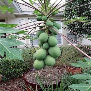 Solo Sunset Papaya Seeds Fruit Tree, Fast Growing 9 Months, Shipped with Tracking, Tropical Fruit Plant image 1