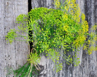 May include: A bunch of fresh dill with green stems and yellow flower buds against a weathered gray wooden background.