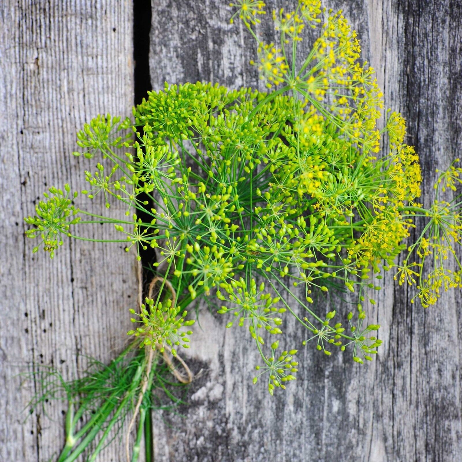 Heirloom Long Island Mammoth Dill Seeds, Rare Herb Seeds, Culinary Herb