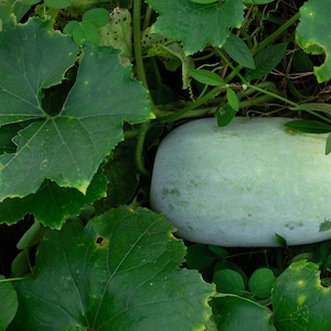 a white rock surrounded by green leaves