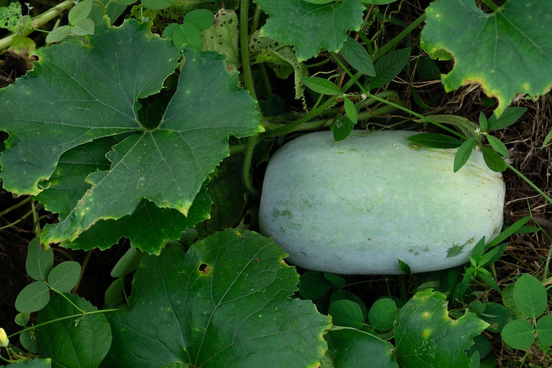 a white rock surrounded by green leaves