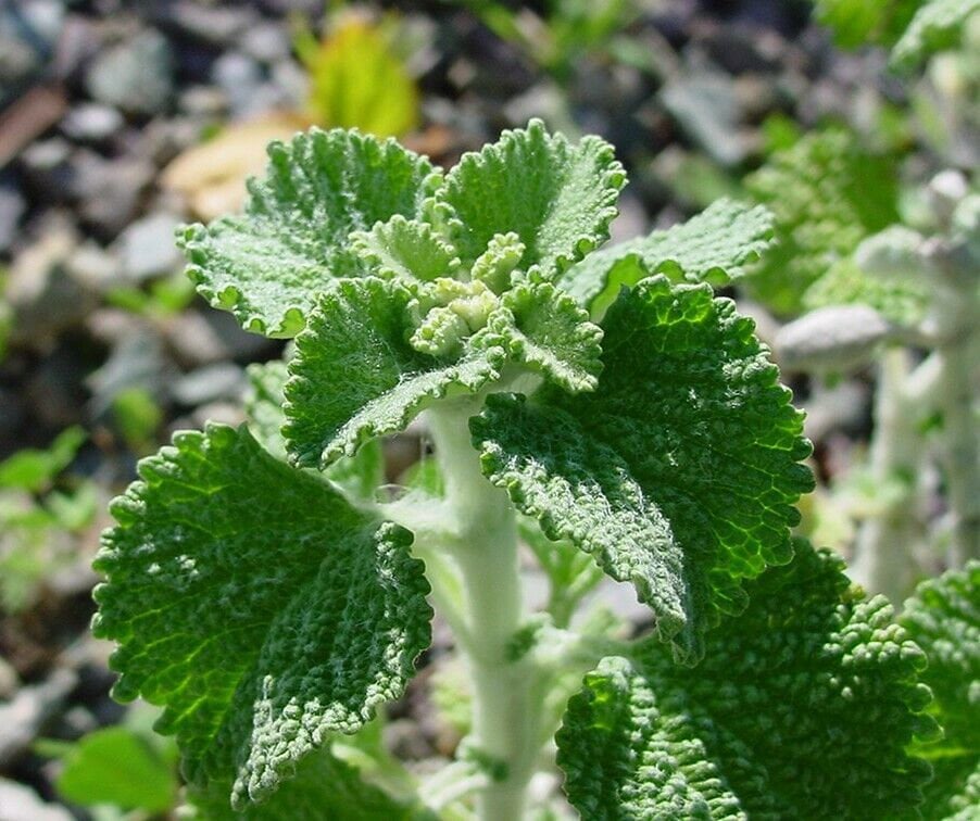 White Horehound Herb Seeds Marrubium vulgare, Tracking Included, Herbal Garden