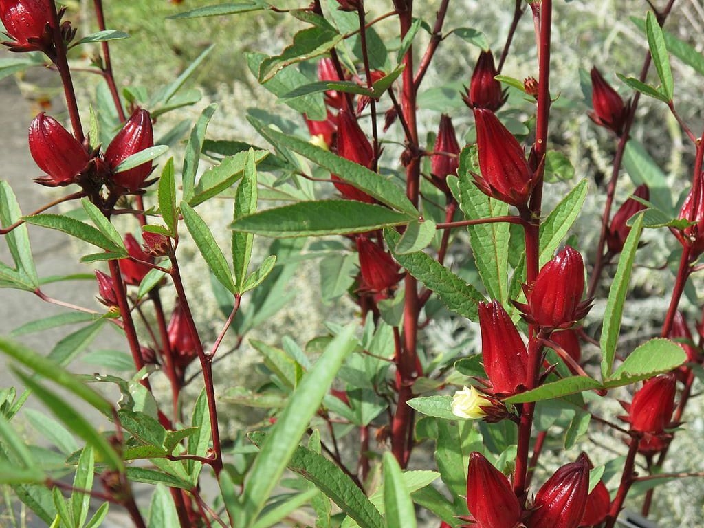 50 Roselle Seeds Asian Sour Leaf Hibiscus sabdariffa Free Shipping