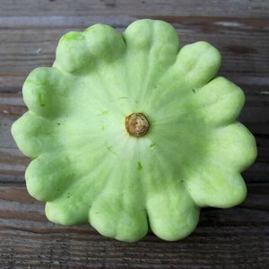 Bennings Green Tint Squash Seeds, Heirloom Non-Gmo, Shipped with Tracking