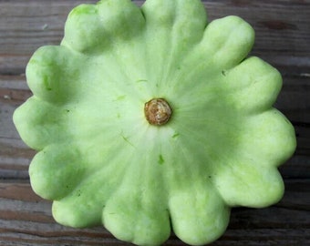Bennings Green Tint Squash Seeds, Heirloom Non-Gmo, Shipped with Tracking