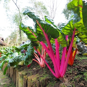 Ruby Red Swiss Chard Seeds, Non-GMO, Heirloom, Tracking Included, Home Garden Planting Supply