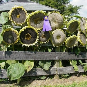 30 Giant Mongolian Sunflower Seeds Non-Gmo Usa Seller Free Shipping