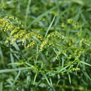 Tarragon Seeds Artemisia dracunculoides, Tracking Included, Herb Garden, Gardening Gift, Herb Seeds, Culinary Plant