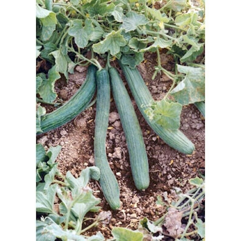 Treated Italian Cucumber Seeds for Gardening, Cucumis sativus Ship Tracking