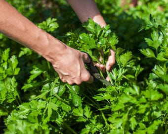 Italian Giant Parsley Seeds NON-GMO Heirloom, Tracking Included, Herb Garden Supplies, Gardening Gift