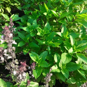 May include: A close-up of a lush green patch of basil plants. The leaves are vibrant and healthy, with a few purple flowers blooming in the foreground.