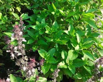 Cinnamon Basil Seeds Non-Gmo Ocimum basilicum Herb, Herb Seeds, Shipped with Tracking, Gardening Gift, Herb Garden