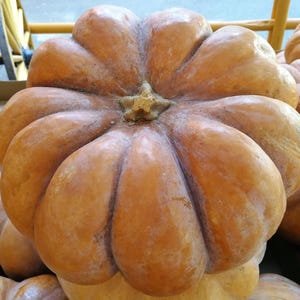 May include: Close-up of several large, orange pumpkins. The pumpkins have a ribbed texture and a star-shaped stem. The pumpkins are a warm, inviting color, perfect for autumn decorations and fall harvest displays.