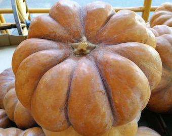 Fairytale Pumpkin Seeds Heirloom Non-GMO, Tracking Included, Annual Seeds Gift, Backyard Gardening, Unique Pumpkin Variety