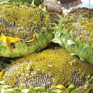 Titan Sunflower Seeds  Variety, Oversized Seed Heads, Shipped with Tracking, Gardening Gift Idea