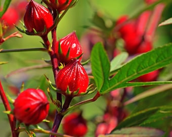 Roselle Seeds Asian Sour Leaf Hibiscus sabdariffa, Tracking Included, Garden Planting, Gardening Gift, Herbal Tea.