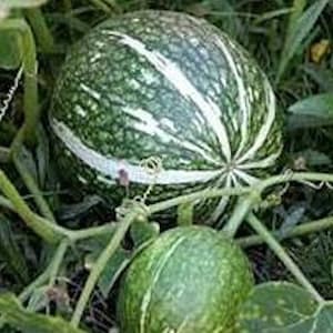 TREATED Shark Fin Melon Squash Seeds, Gom bo Cucurbita ficifolia, Tracking Included