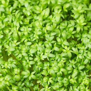 Curled Garden Cress Seeds For Sprouting Non-GMO Heirloom, Planting Seeds, Tracker Included,  Herb Garden, Sustainable, Shipped With Tracking